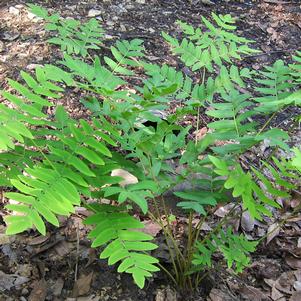 ROYAL FERN